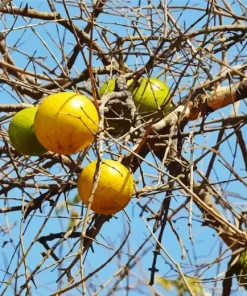 Monkey Orange Tree Diamond Painting