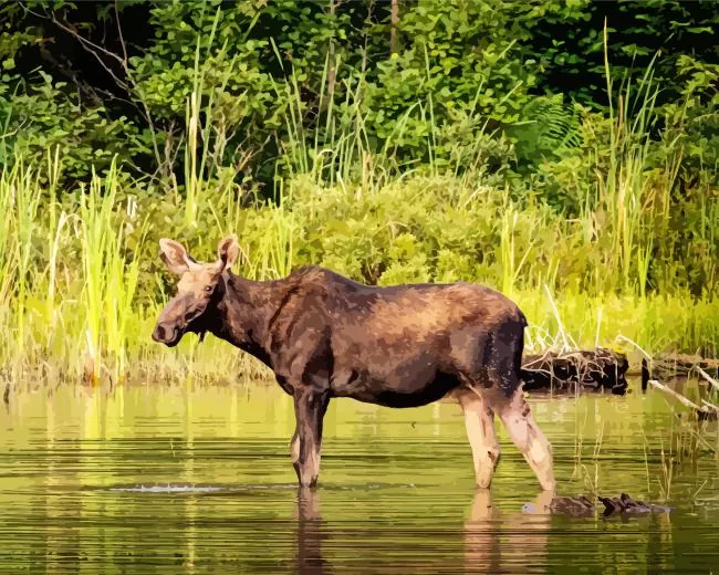 moose in river Diamond by Numbers Moose In River Diamond Painting