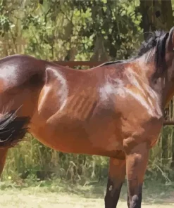 Morgan Horse Diamond Painting