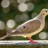 Mourning Dove Diamond Painting