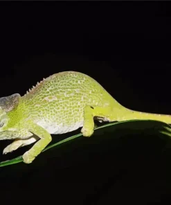 Nadzikambia Diamond Painting