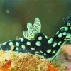 Nudibranch Animal Diamond Painting