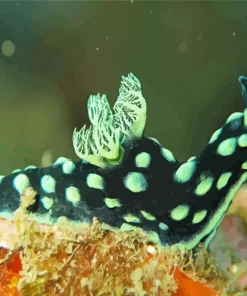 Nudibranch Animal Diamond Painting