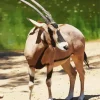 Oryx Animal Diamond Painting