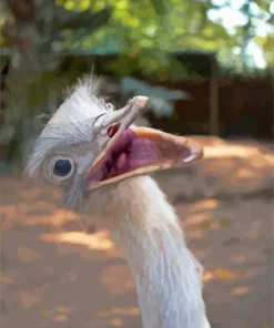 Ostrich Tongue Diamond Painting