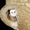 Owl Tree Hole Diamond Painting