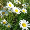 Oxeye Daisy Flowers Diamond Painting