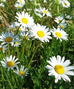Oxeye Daisy Flowers Diamond Painting