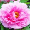 Pink Paeonia Suffruticosa Diamond Painting