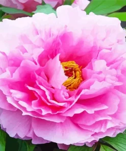 Pink Paeonia Suffruticosa Diamond Painting