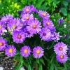 Purple Aster Flowers Diamond Painting