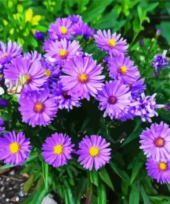Purple Aster Flowers Diamond Painting