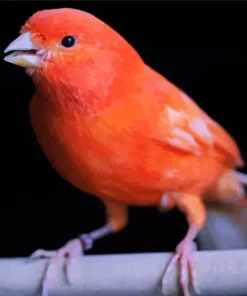 Red Factor Canary Diamond Painting