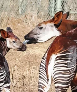 The Okapi Animal Diamond Painting