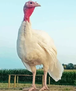 White Holland Turkey Diamond Painting