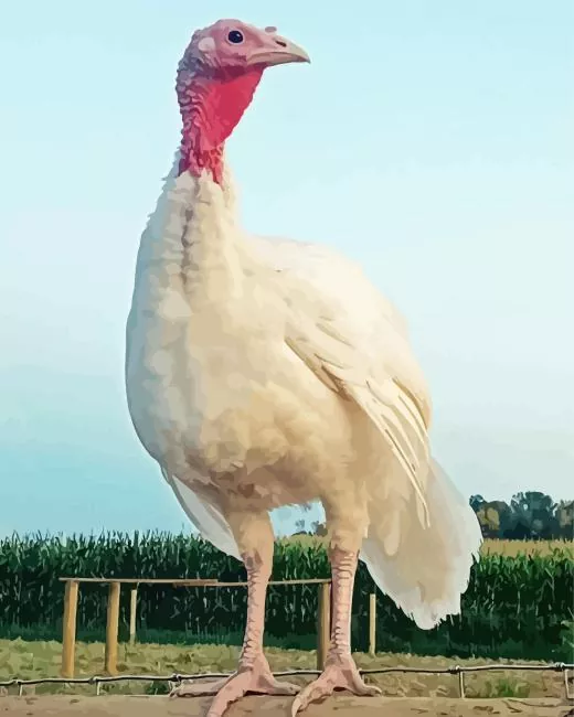 white holland turkey Diamond Paintings White Holland Turkey Diamond Painting