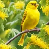 Yellow Canary Bird On Stick Diamond Painting