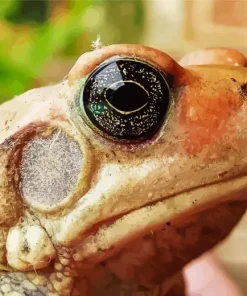 African Red Toad Diamond Painting