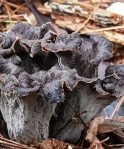 Craterellus Cornucopioides Diamond Painting