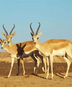 Goitered Gazelle Art Diamond Painting