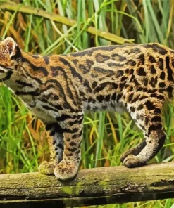 Oncilla Cat Tiger Diamond Painting