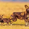 African Wild Dog Diamond Painting
