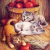 Cats And Apples Diamond Painting
