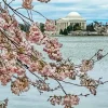 Cherry Blossom Jefferson Memorial Diamond Painting