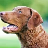 Chesapeake Bay Retriever Dog Diamond Painting