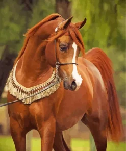 Chestnut Arabian Horse Diamond Painting