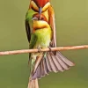 Chestnut Headed Bee Eater Birds Diamond Painting