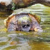 Common Snapping Turtle Diamond Painting