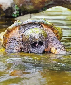 Common Snapping Turtle Diamond Painting