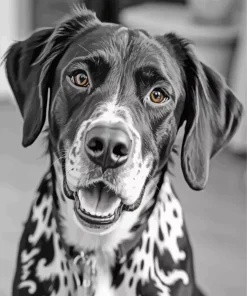 Cool Setter Black And White Diamond Painting