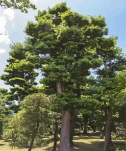 Green Pine Tree Diamond Painting