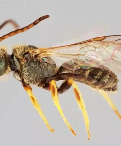 Legged Furrow Bee Diamond Painting