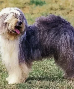Old English Sheepdog Diamond Painting