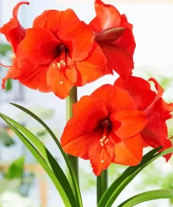 Orange Amaryllis Diamond Painting