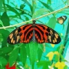 Orange And Black Butterfly Diamond Painting