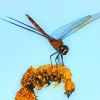 Orange And Black Dragonfly Diamond Painting