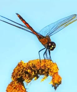 Orange And Black Dragonfly Diamond Painting