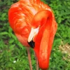 Orange Flamingo Bird Diamond Painting