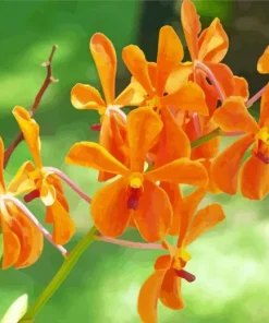 Orange Orchid Flower Diamond Painting