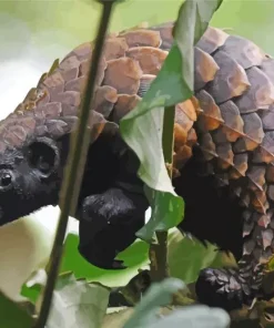 Pangolin Animal Diamond Painting