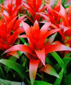 Red Bromeliad Flowers Diamond Painting