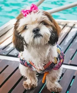 Shipoo Dog Diamond Painting