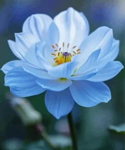 Silent Princess Flower Diamond Painting