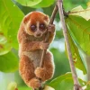 Slow Loris Primate Diamond Painting
