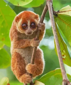 Slow Loris Primate Diamond Painting