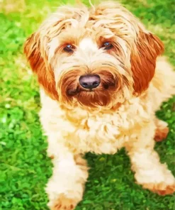 Wheaten Terrier Diamond Painting